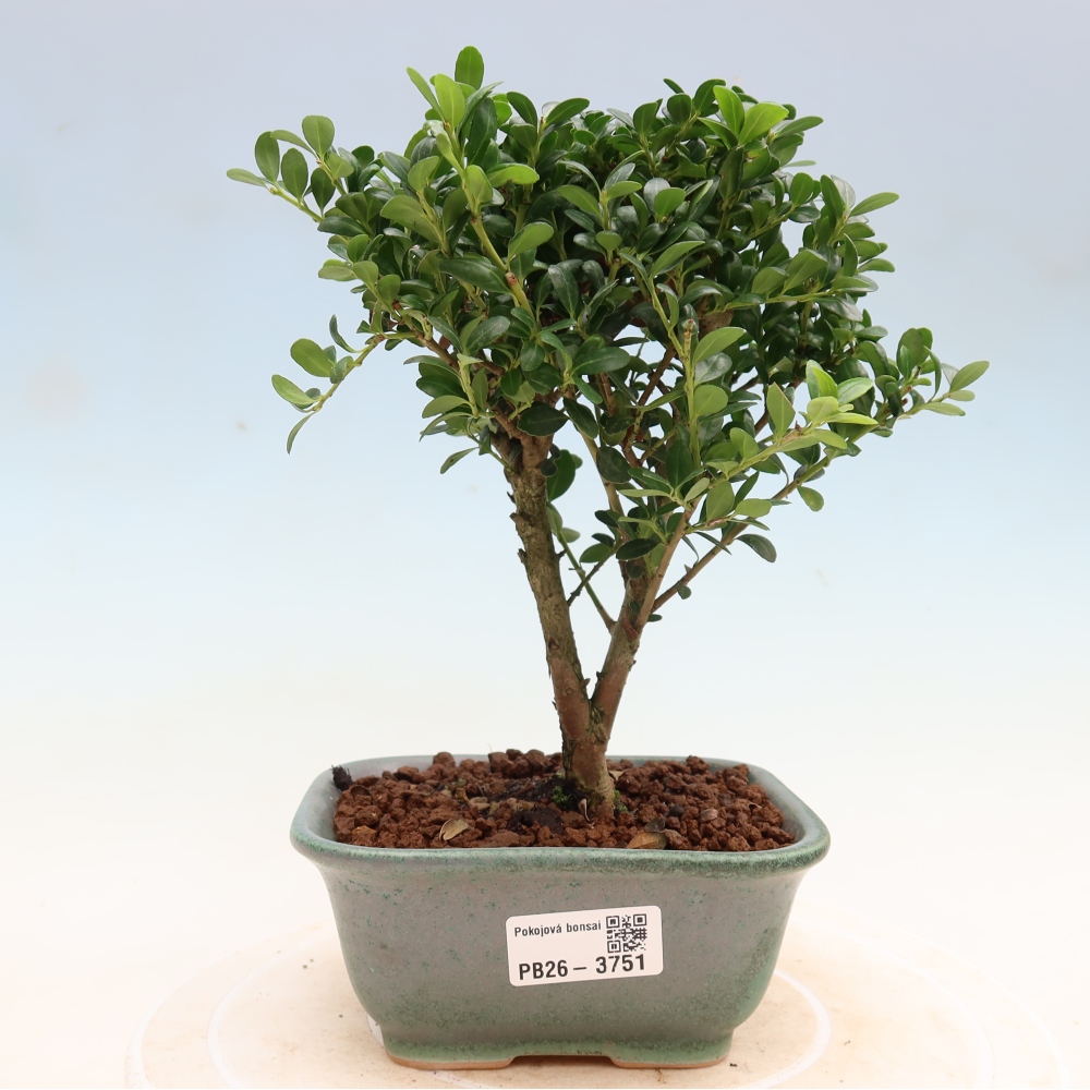Izbový bonsaj - Ilex crenata - Cesmína