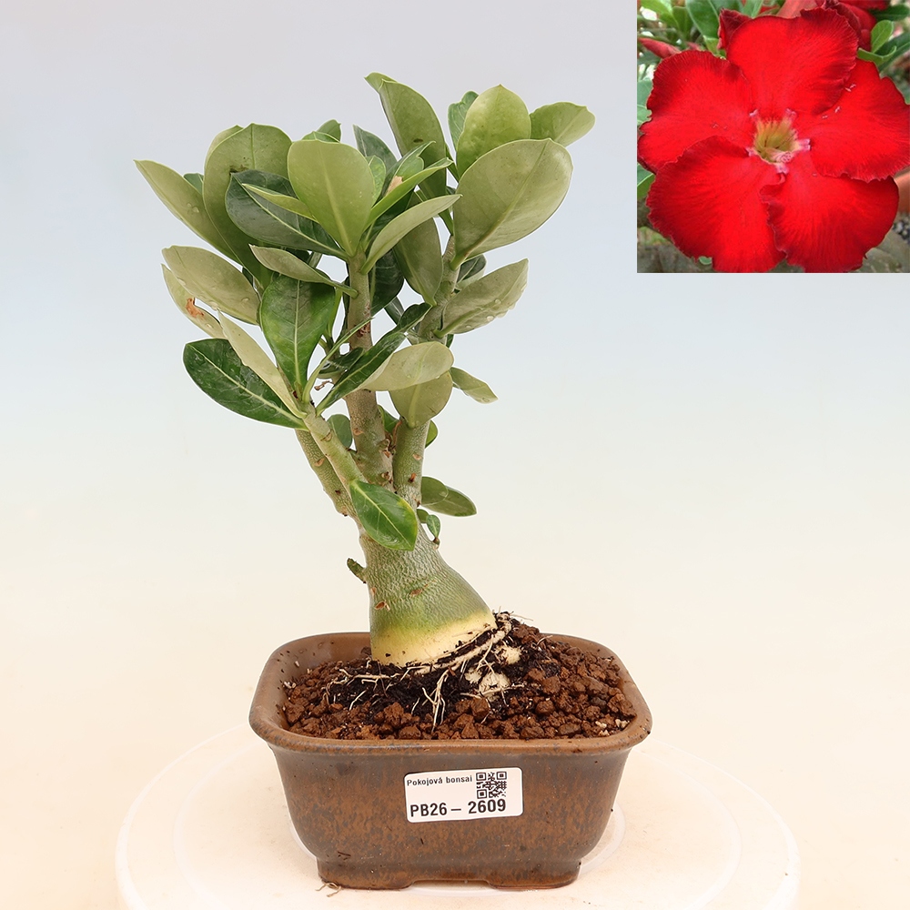 Izba bonsai – Adenium obesum Red Star – Púštna ruža