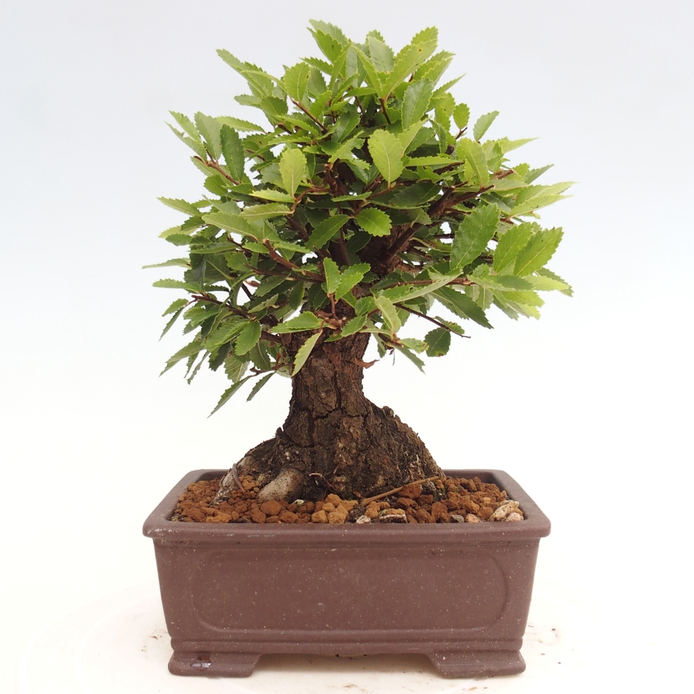 Vonkajšie bonsai - Zelkova - Zelkova Nirom