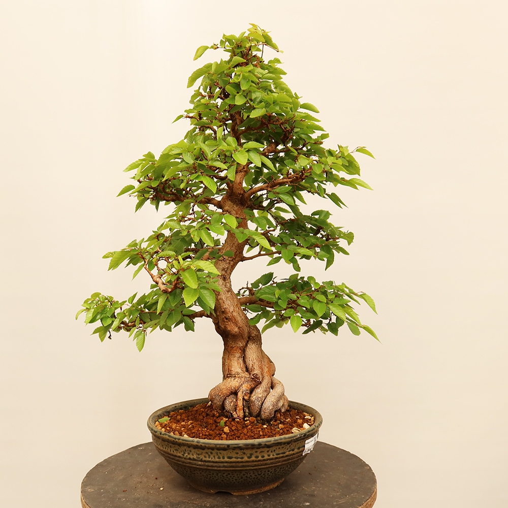 Vonkajší bonsai -Carpinus Coreana - Hrab kórejský