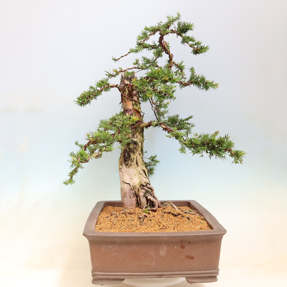 Vonkajší bonsai – Taxus baccata – Tis červený