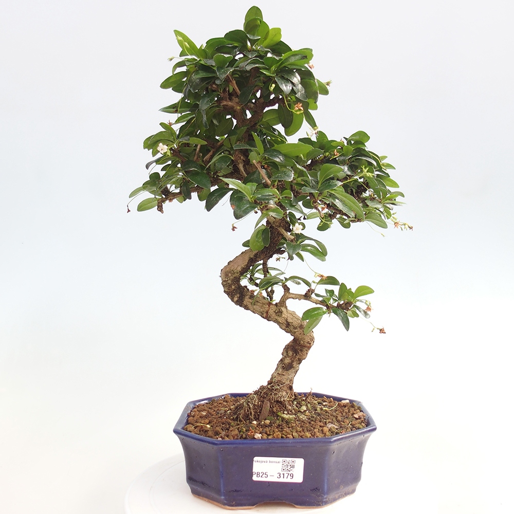 Izbová bonsai - Carmona macrophylla - Čaj fuki