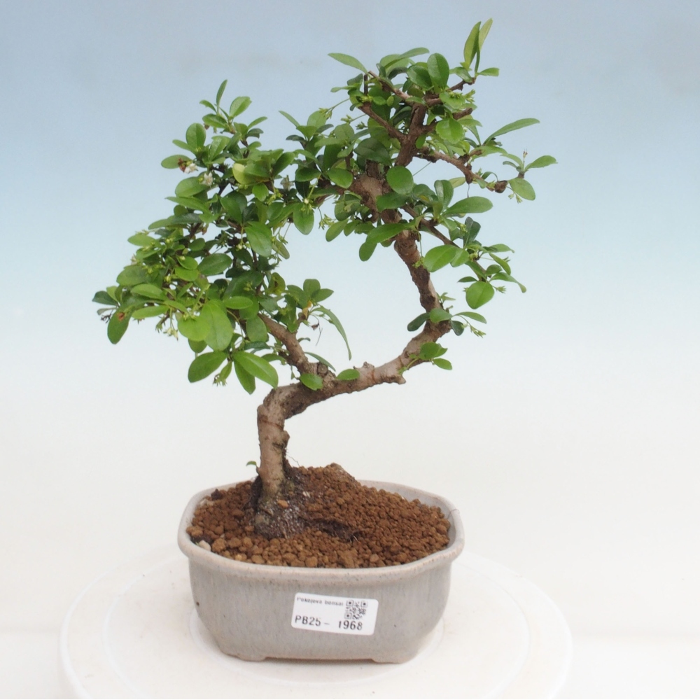 Izbová bonsai - Carmona macrophylla - Čaj fuki