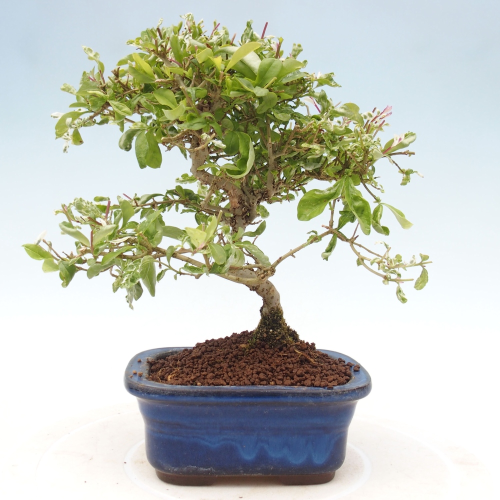 Vonkajší bonsai - Ligustrum obtusifolium - Vtáčí zob tupolistý