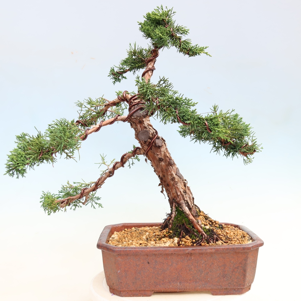 Vonkajší bonsaj - Juniperus chinensis Kishu