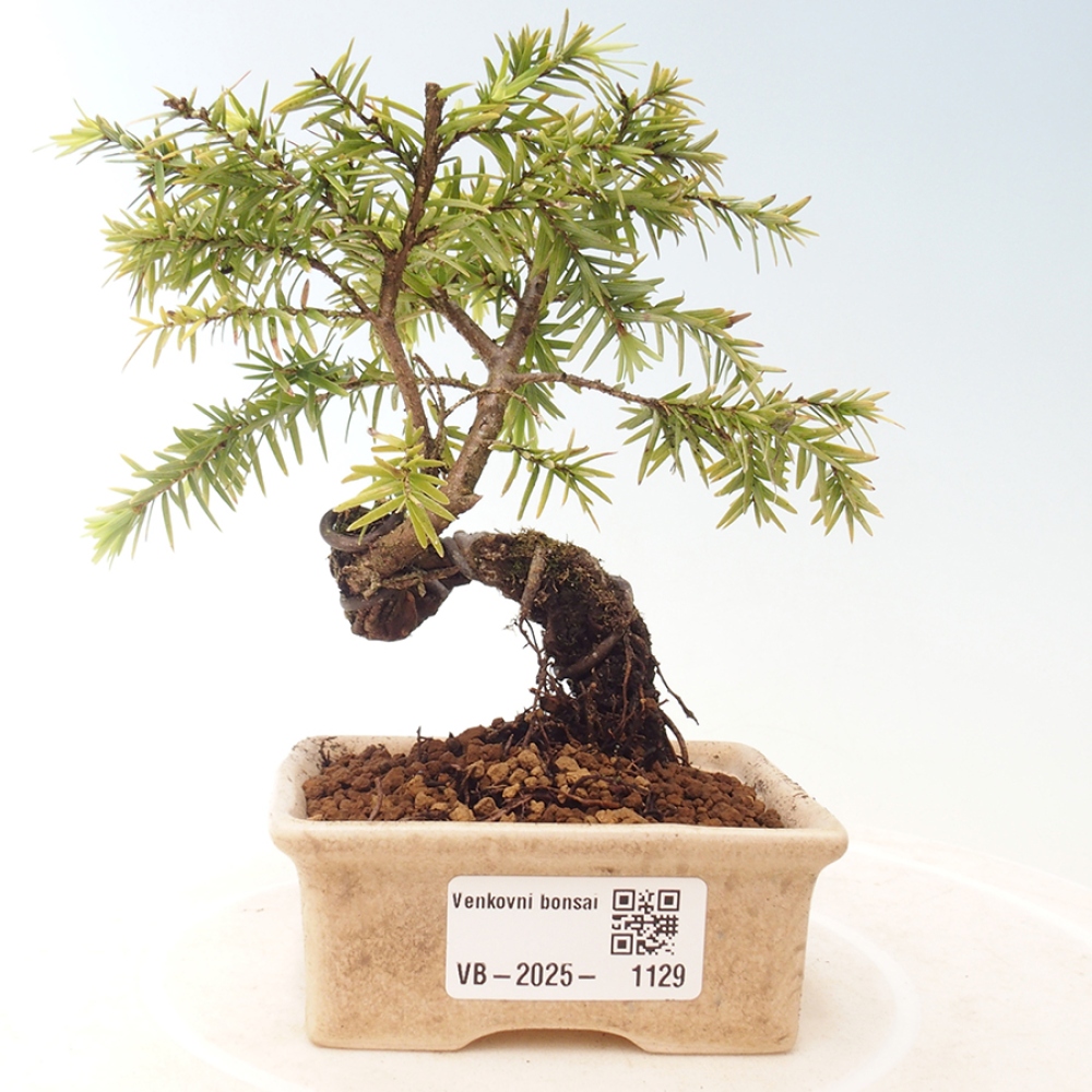 Vonkajší bonsai - Tsuga canadensis - Jedľovec