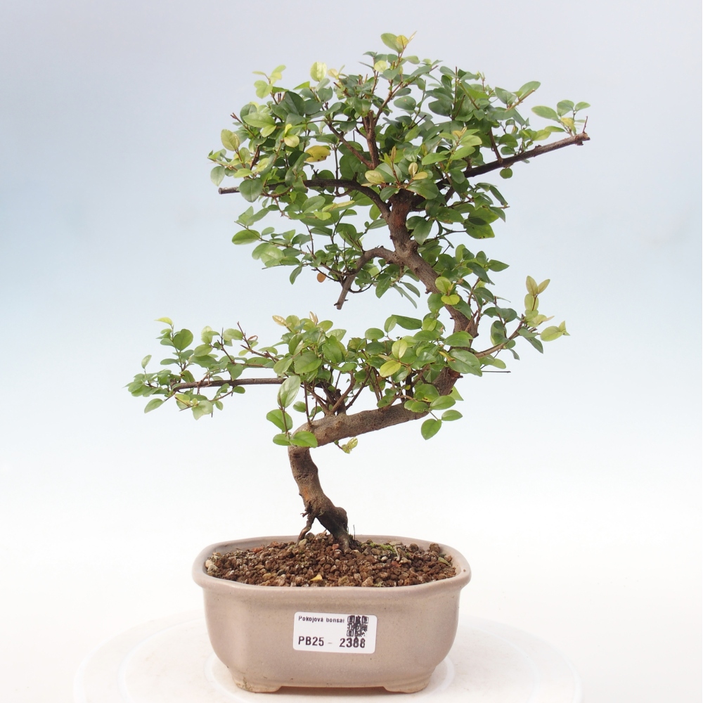Izbová bonsai - Sagerécia thea - Sagerécia thea