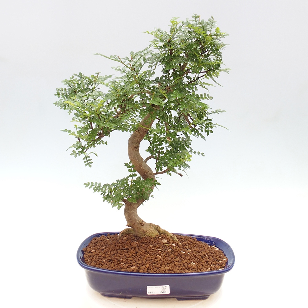 Izbová bonsai - Zantoxylum piperitum - korenistý