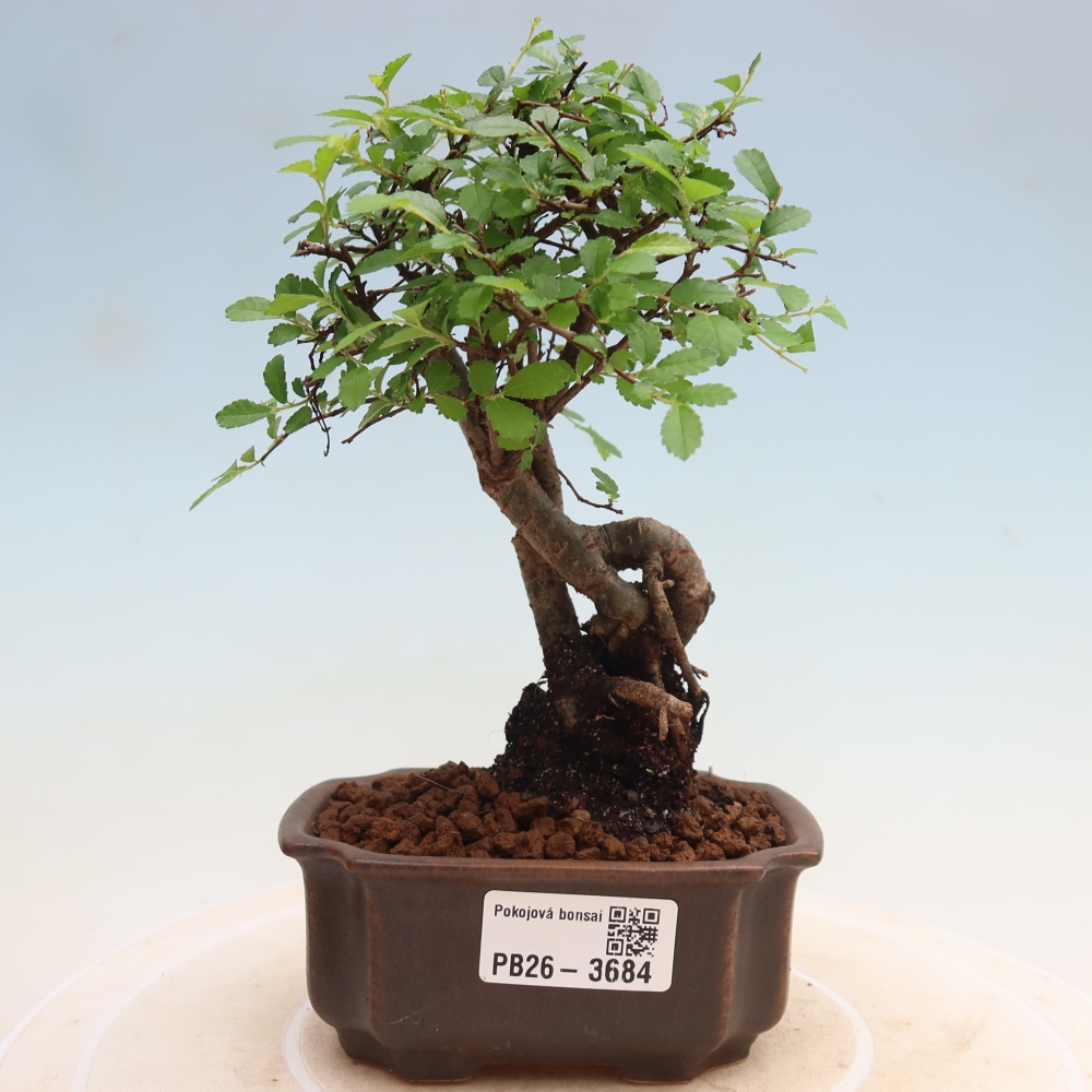 Izbový bonsaj - Ulmus parvifolia - brest malolistý