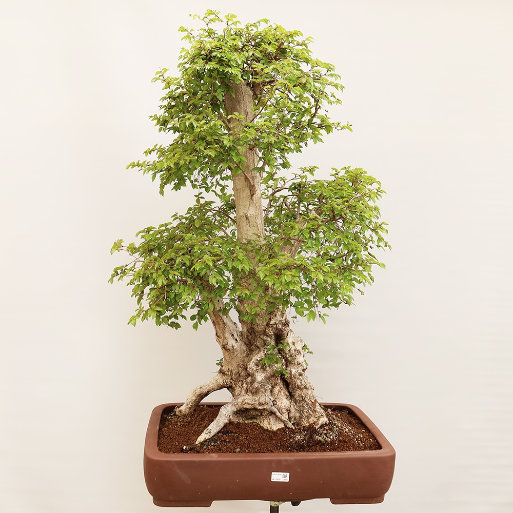 Vonkajší bonsai -Carpinus Coreana - Hrab kórejský