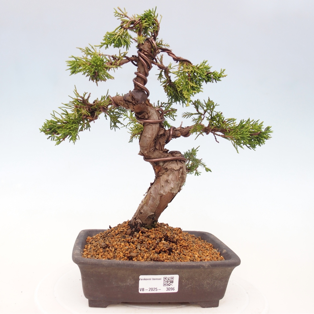 Vonkajší bonsai - Juniperus chinensis Itoigawa -Jalovec čínsky