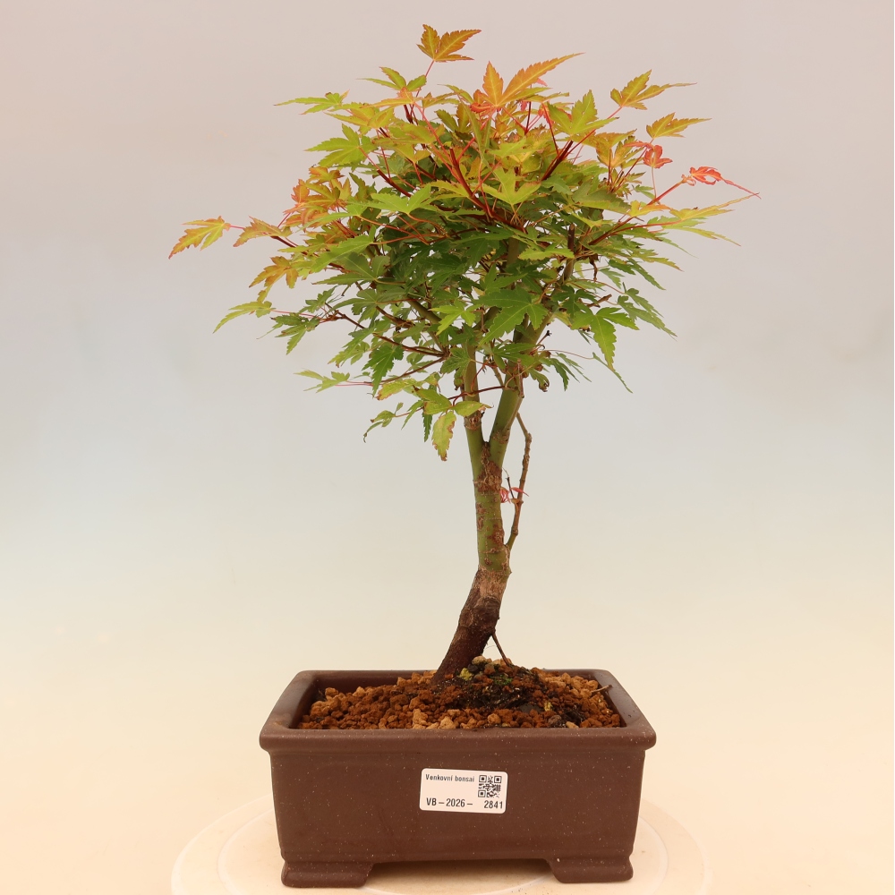 Javor poľný - Acer palmatum Beni Tsukasa