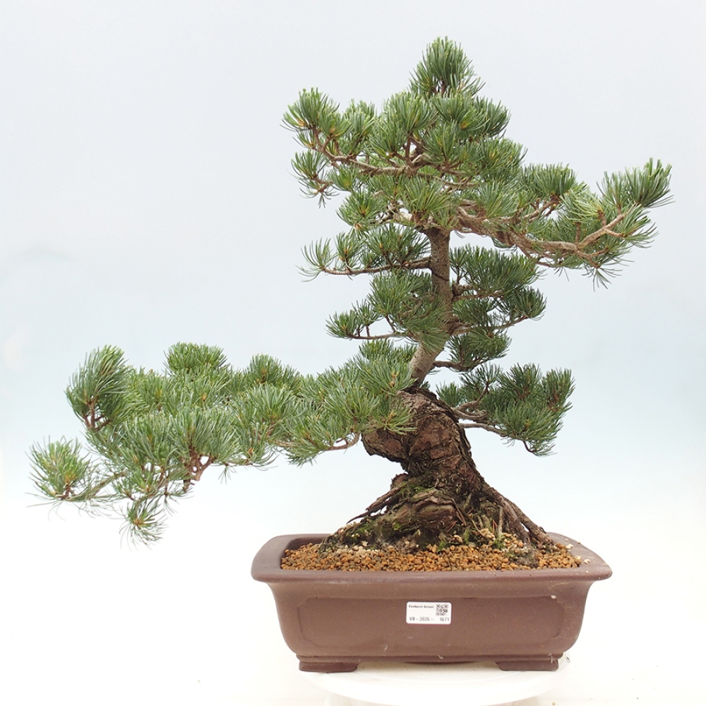 Vonkajšie bonsaje - Pinus parviflora - Pinus parviflora