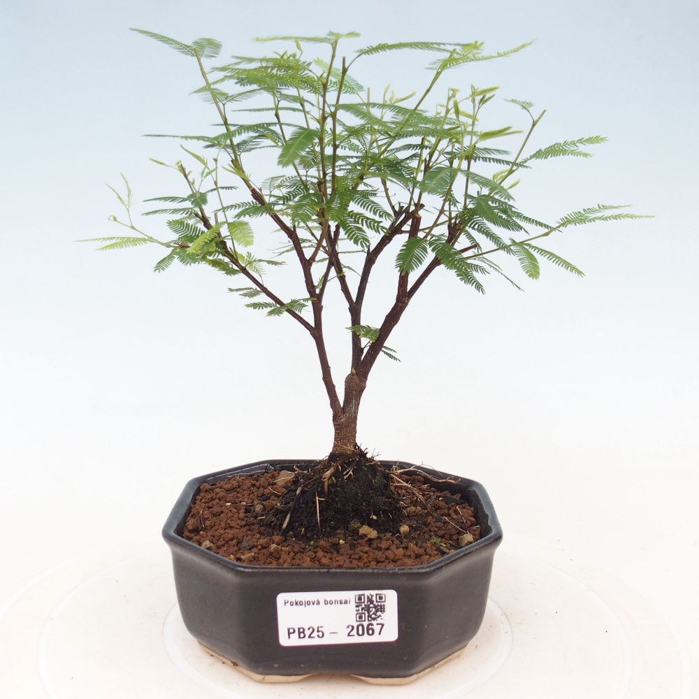 Izbová bonsai-Calliandra surinamensis Dixie Pink-Kaliandra Suriámska
