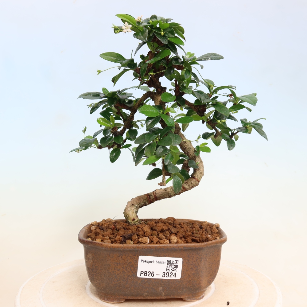 Izbové bonsaje - Carmona macrophylla - Tea fuki