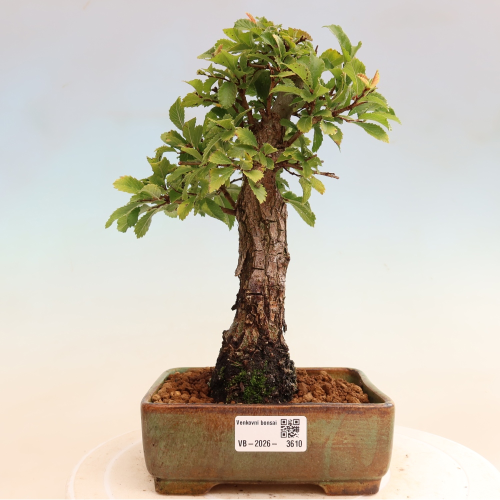 Vonkajšie bonsaje - Zelkova - Zelkova NIRE