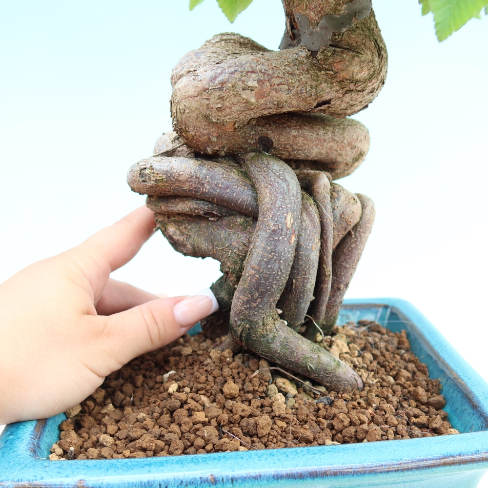Vonkajší bonsaj -Carpinus coreana - Hrab kórejský