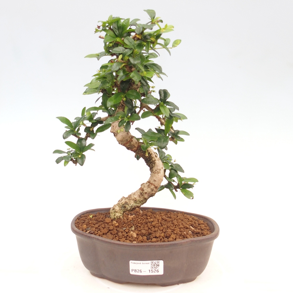 Izbové bonsaje - Carmona macrophylla - Tea fuki