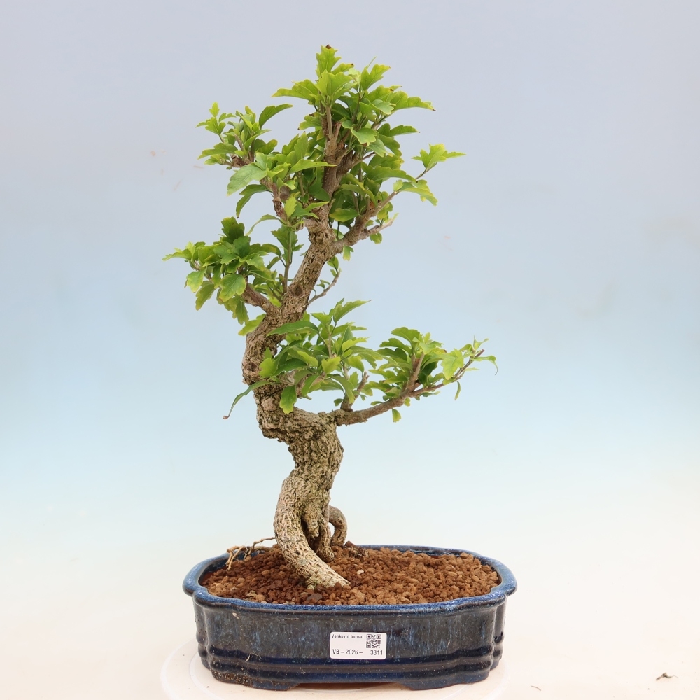 Vonkajší bonsai – Hibiscus syriacus – ibištek sýrsky