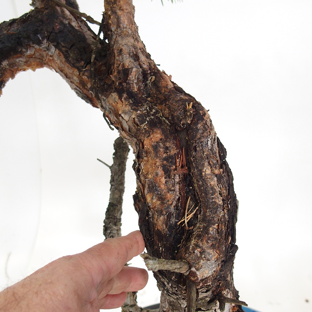 Yamadori - Pinus sylvestris Španielsko
