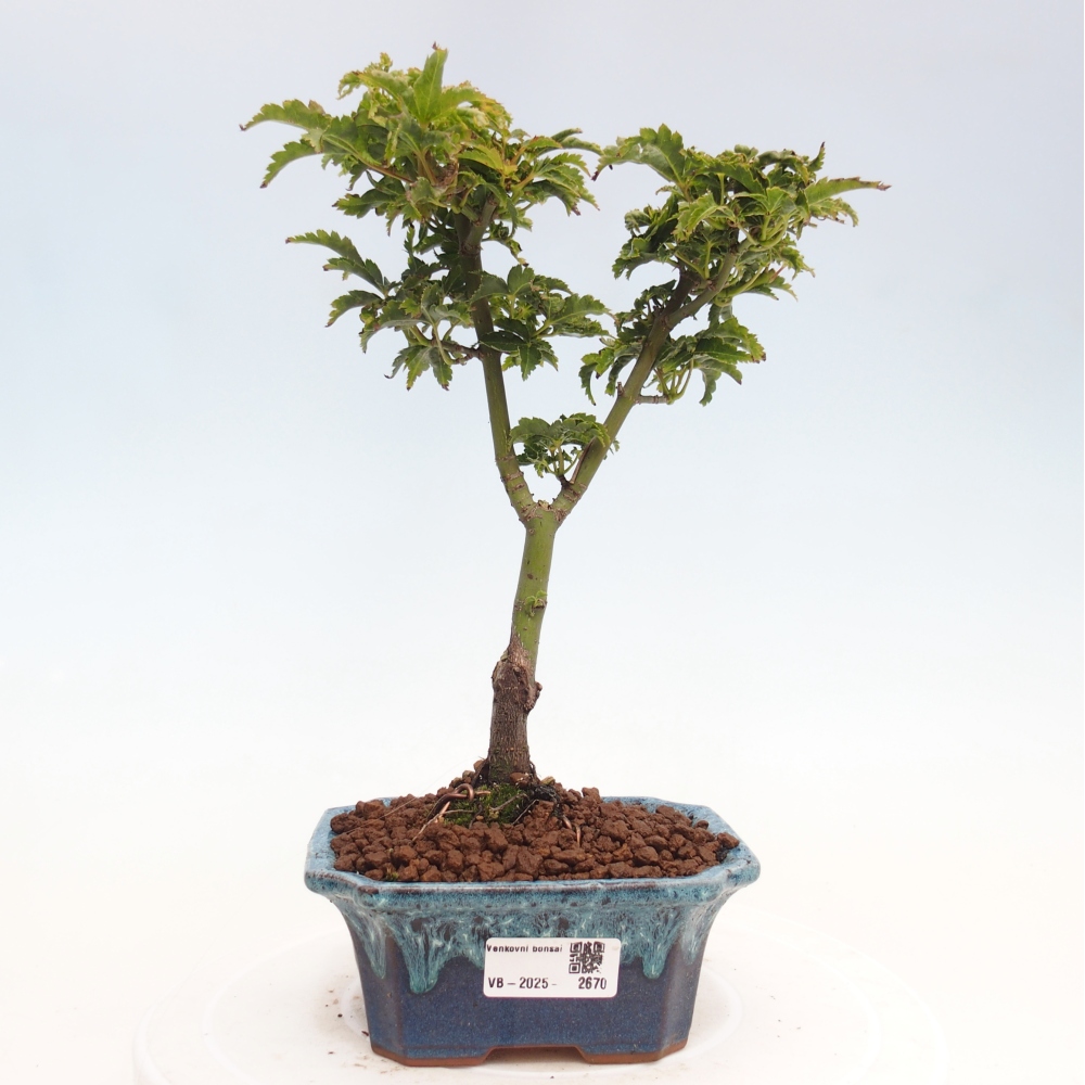 Vonkajší bonsai -Javor dlanitolistý Acer palmatum Shishigashira