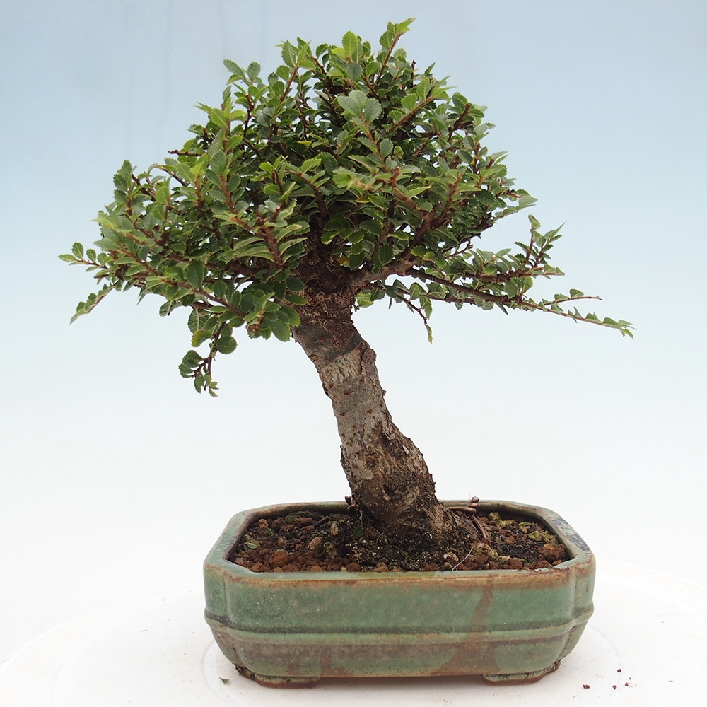 Vonkajší bonsaj - Ulmus parvifolia Hokkaido - čínsky brest