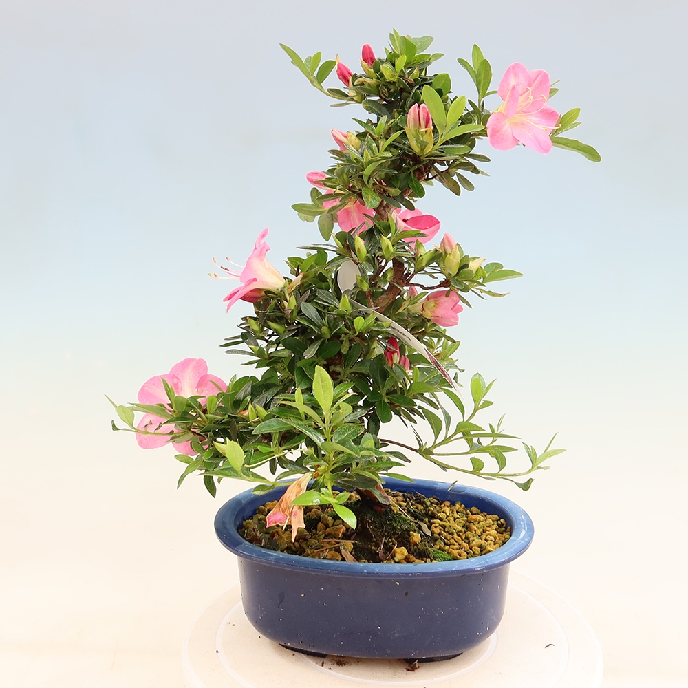 Vonkajšie bonsaje - Japonské azalky - Azalea Santoka
