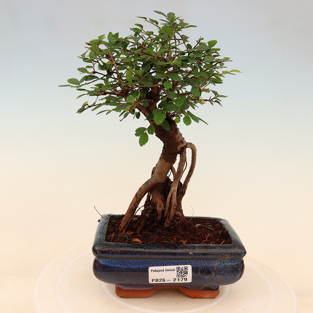 Izbový bonsaj - Ulmus parvifolia - brest malolistý