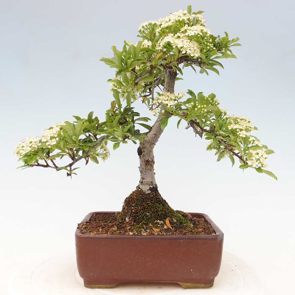 Vonkajšia bonsai-Pyracanta Teton -Hlohyně