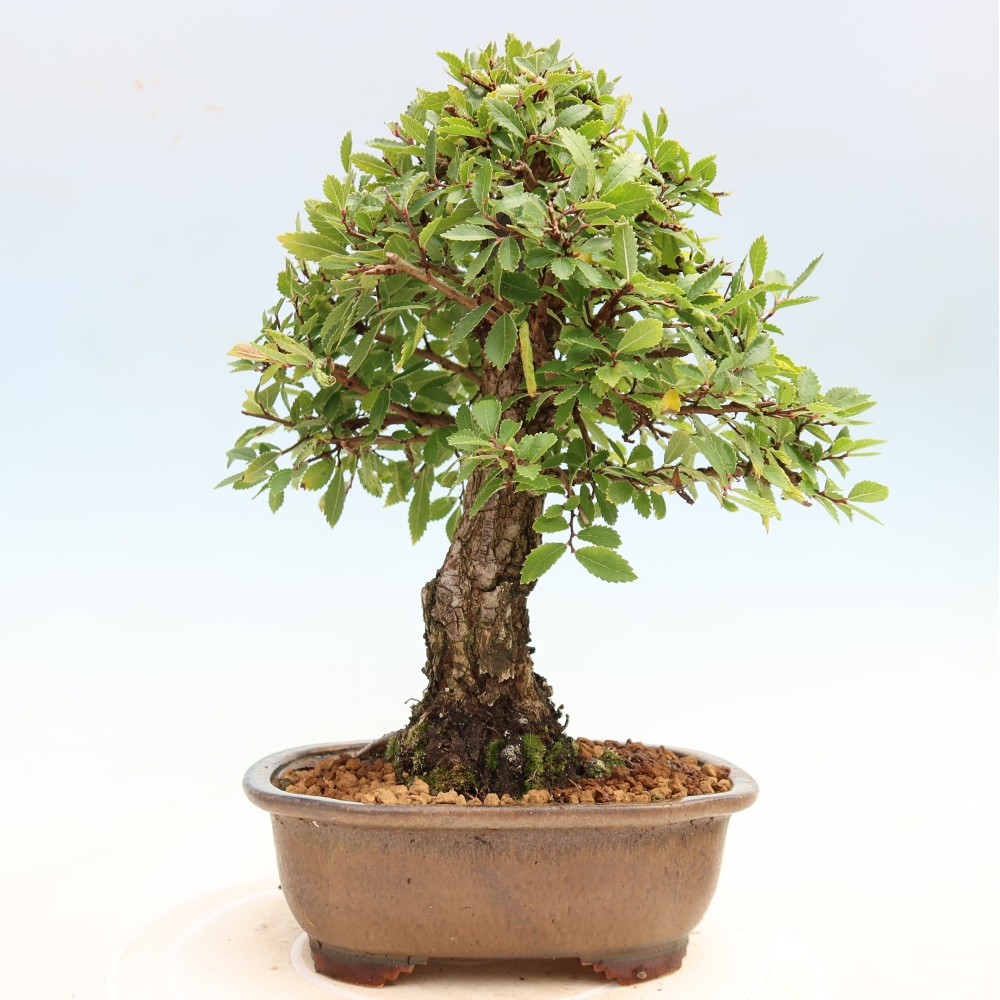 Vonkajšie bonsaje - Zelkova - Zelkova NIRE