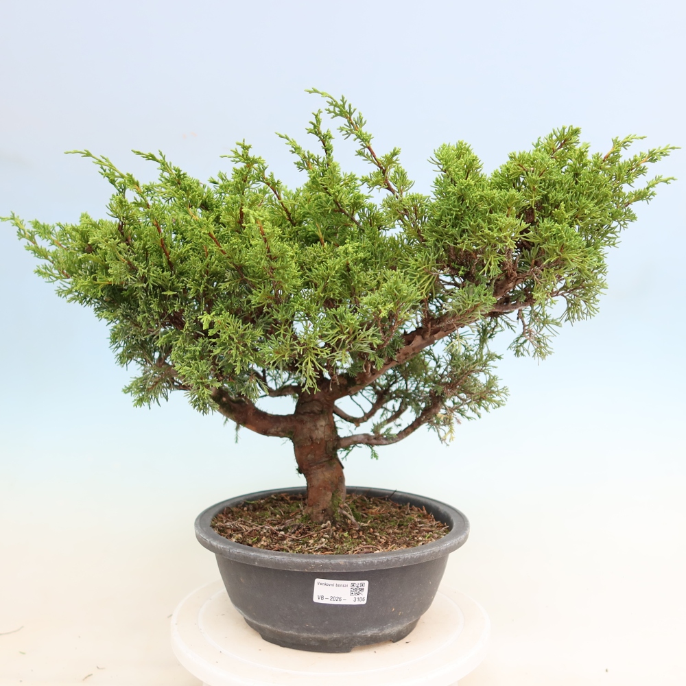 Vonkajší bonsai – Juniperus chinensis Itoigawa – čínsky jalovec