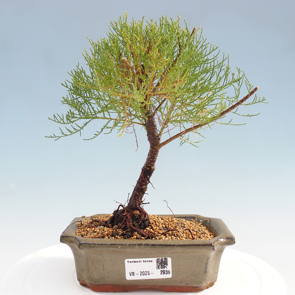 Vonkajší bonsai - Tamariška - Tamarix
