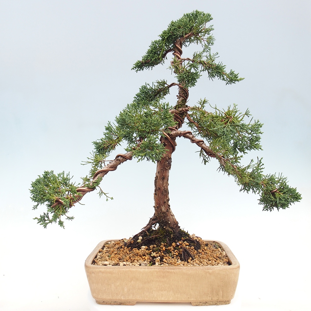 Vonkajšie bonsai - Juniperus chinensis Kishu -Jalovec čínsky