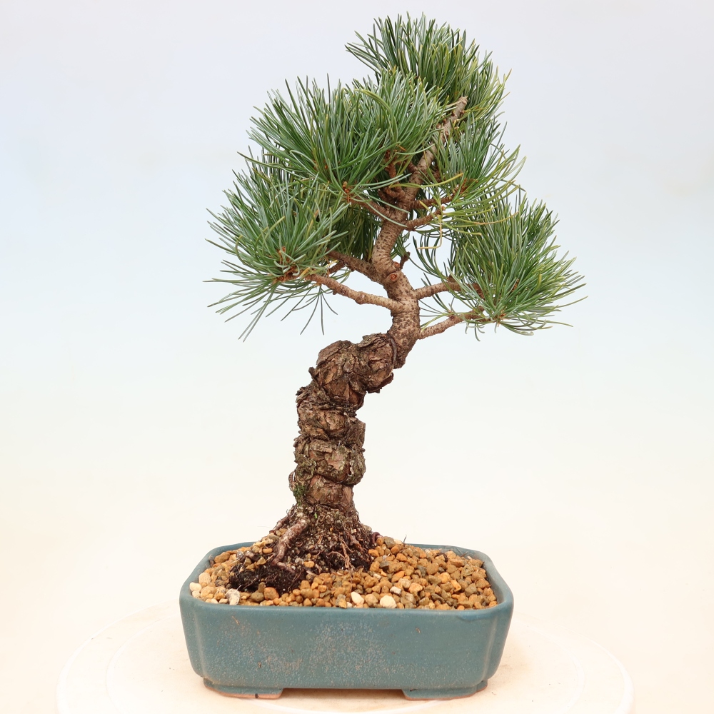 Vonkajšie bonsaje - Pinus parviflora - Pinus parviflora