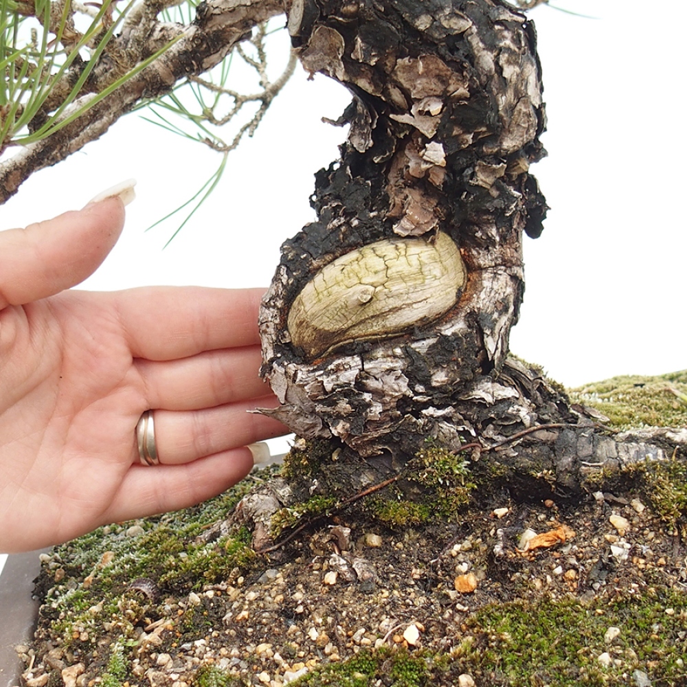Vonkajšie bonsaje - Pinus thunbergii - borovica Thunbergova