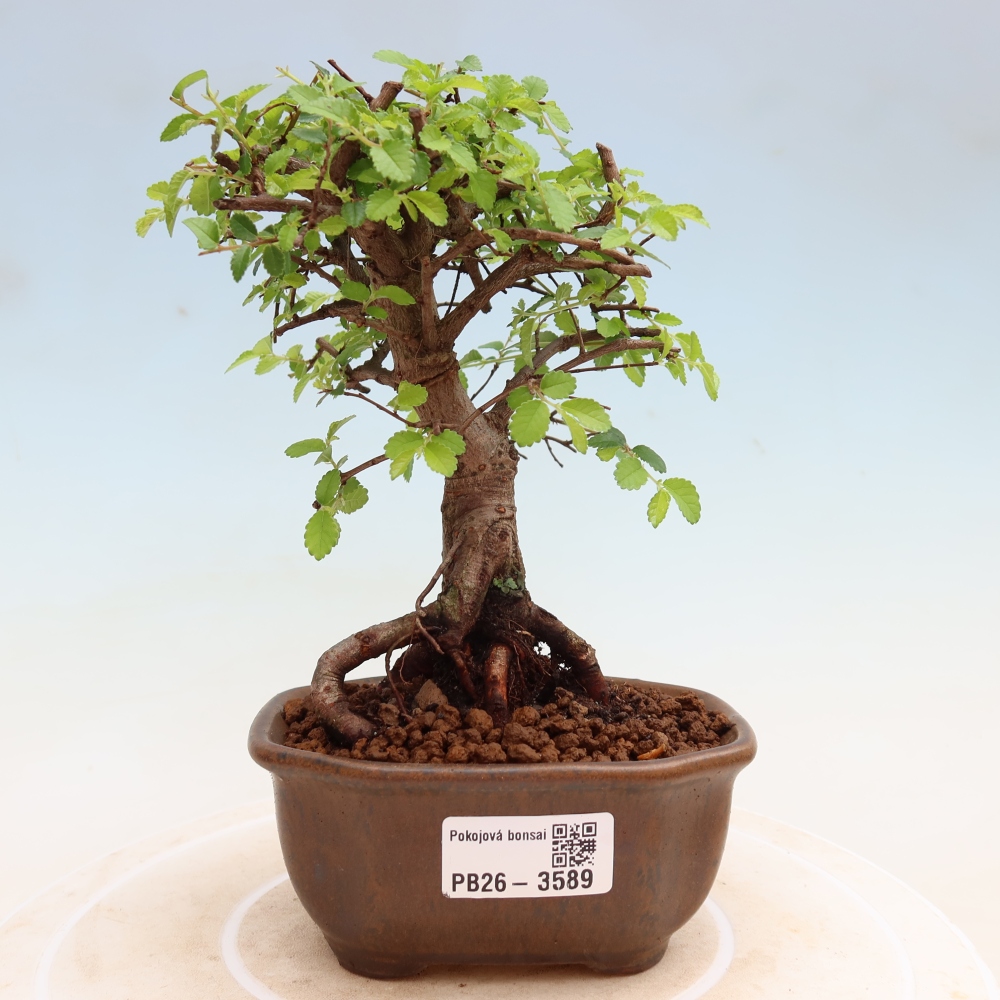 Izbový bonsaj - Ulmus parvifolia - brest malolistý