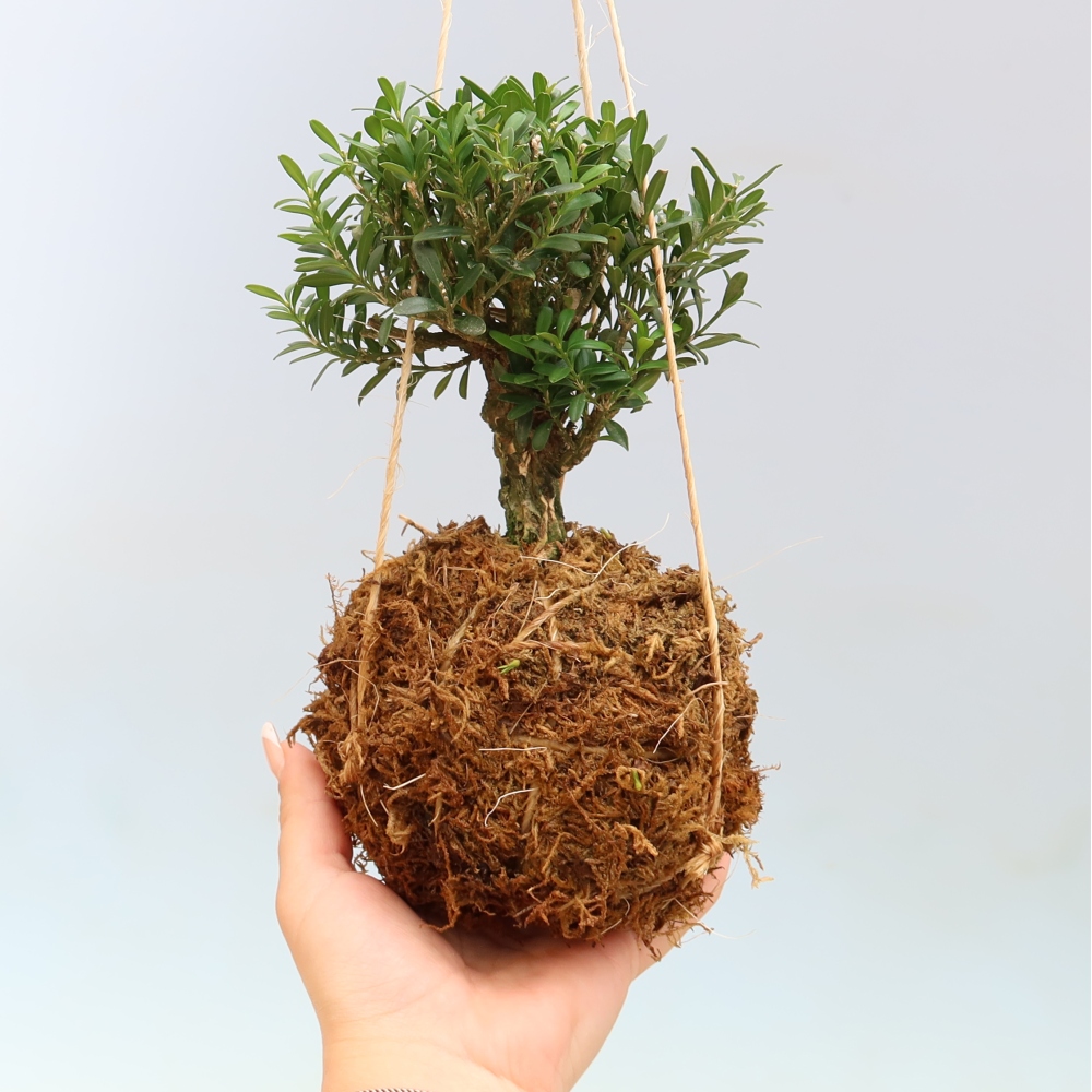 Kokedama v keramike – Buxus harlandii – korkový zimostráz