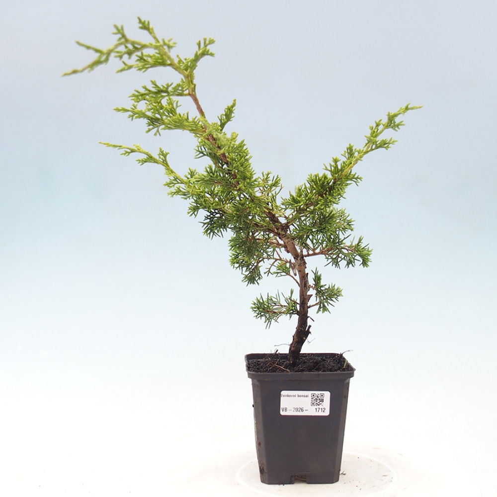 Vonkajší bonsaj - Juniperus chinensis Itoigawa