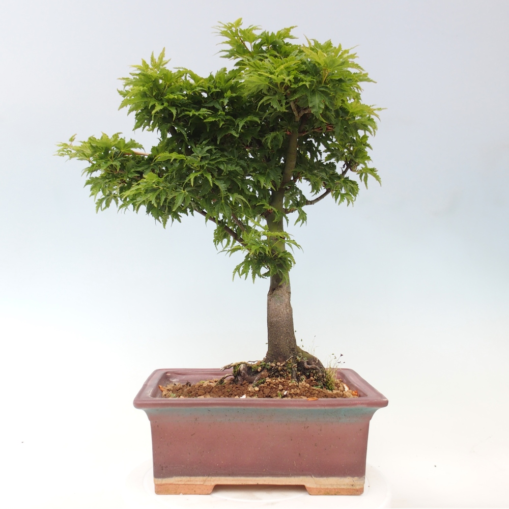 Vonkajšia bonsaj -Javorská palma Acer palmatum Shishigashira