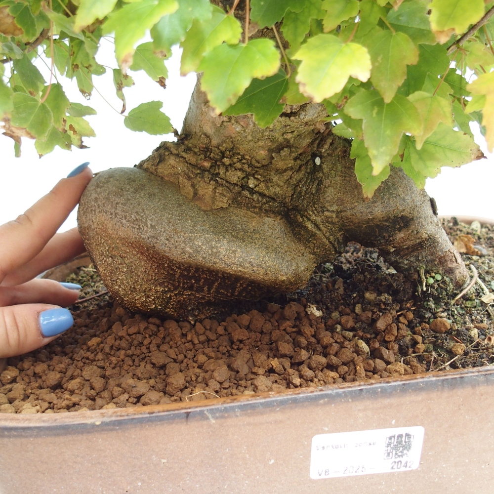 Vonkajšie bonsai - Javor Buergerianum - Javor Burgerův