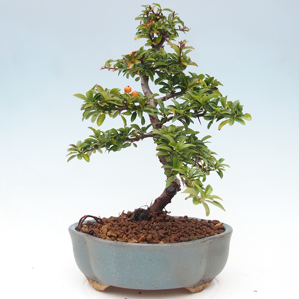 Vonkajšie bonsaje-Pyracantha Teton -Hlox