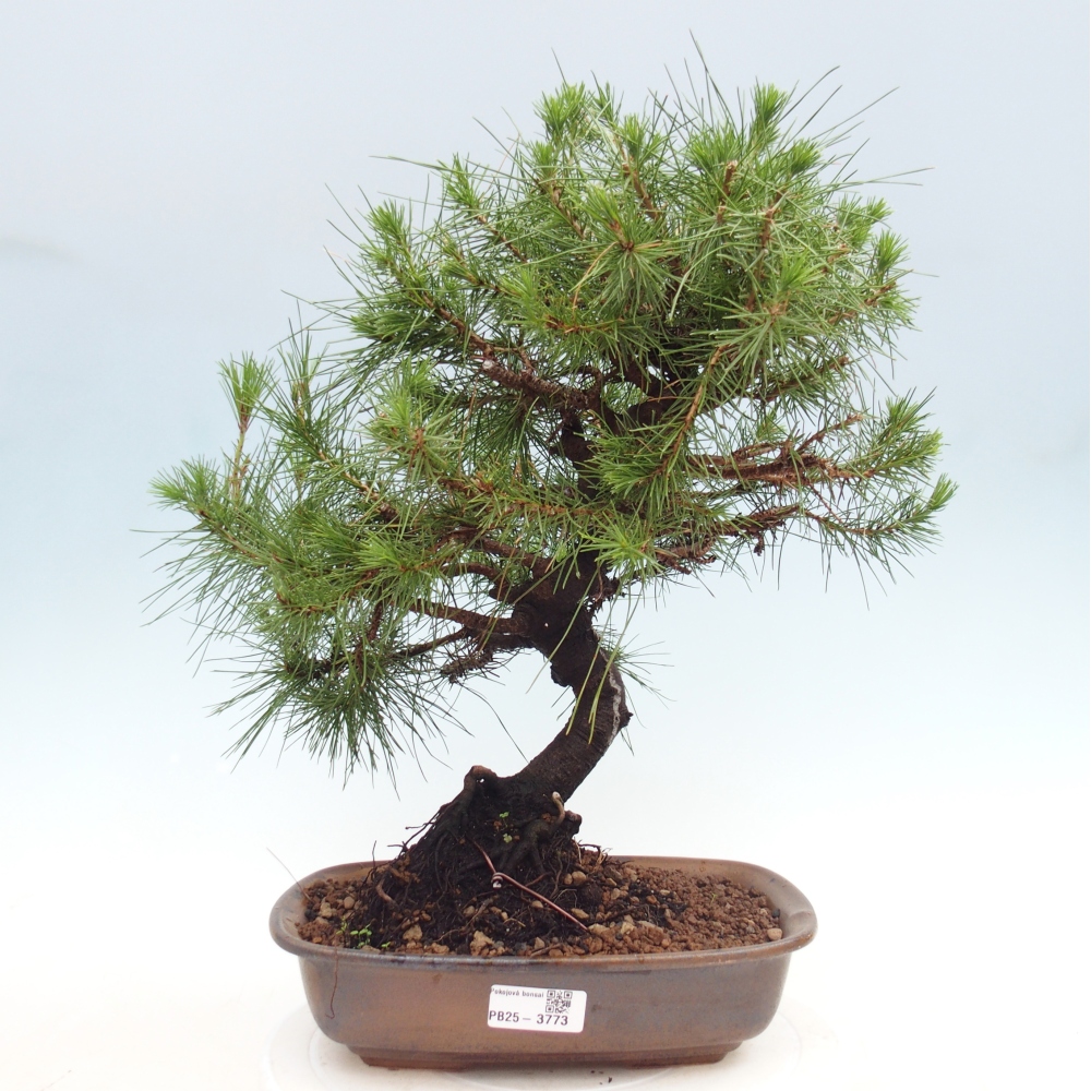 Izbový bonsaj - Pinus halepensis - Borovica aleppská