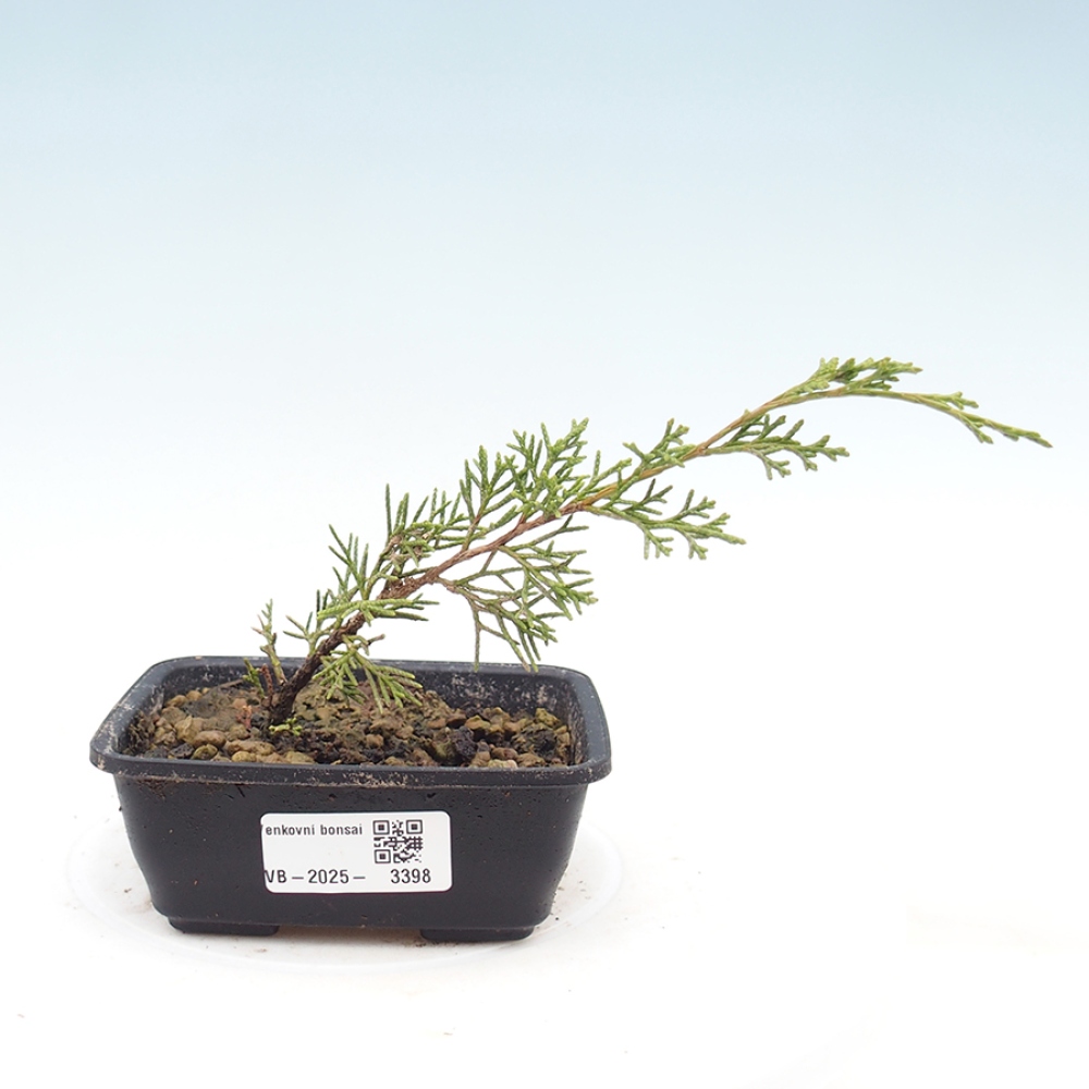 Vonkajší bonsai - Juniperus chinensis Itoigawa -Jalovec čínsky