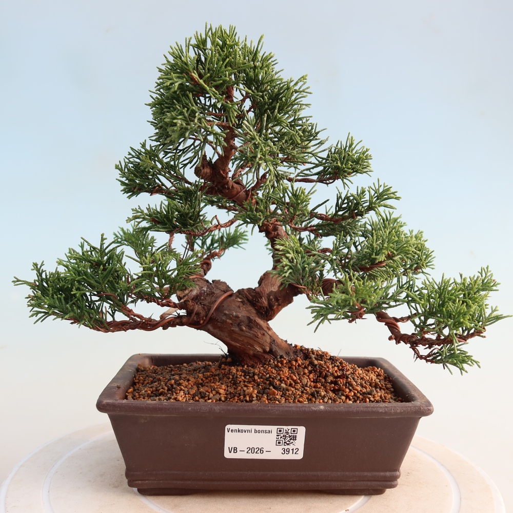 Vonkajší bonsai - Juniperus chinensis Itoigawa -Jalovec čínsky