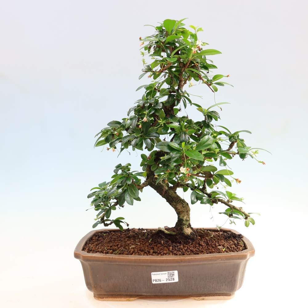 Izbové bonsaje - Carmona macrophylla - Tea fuki