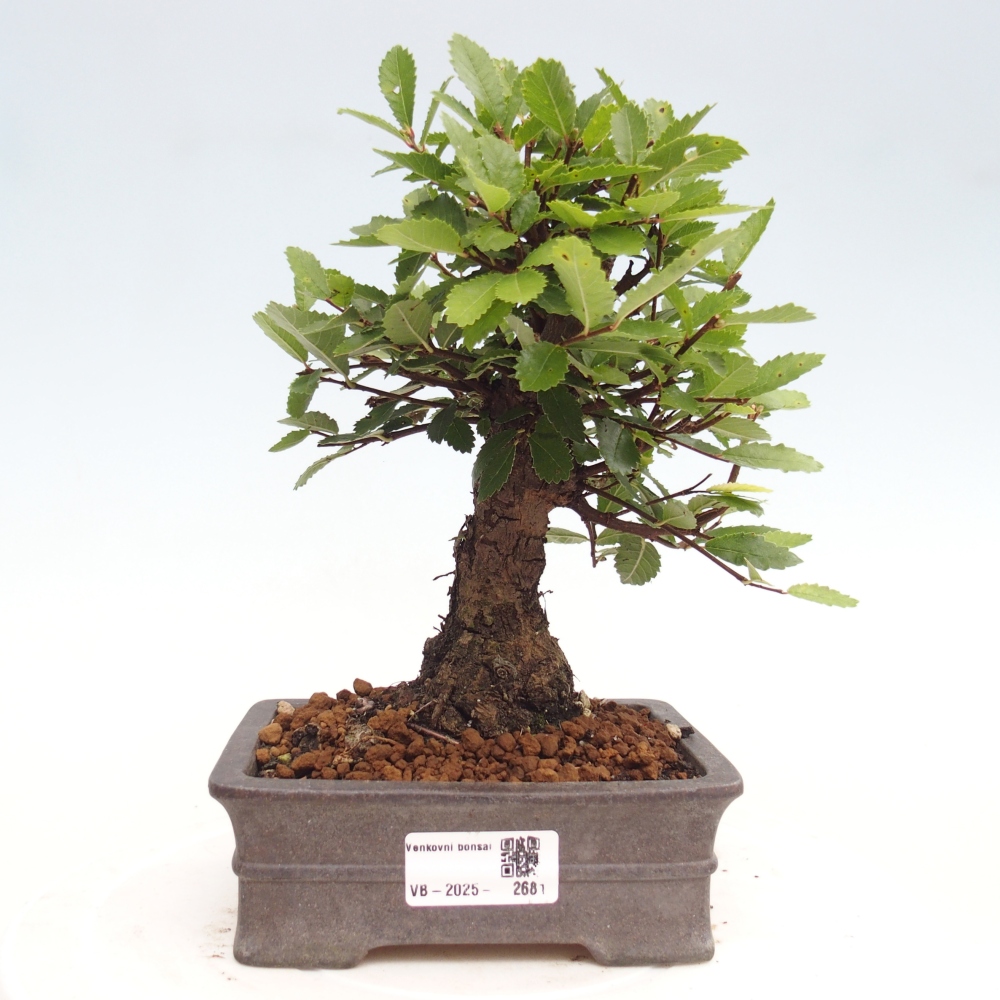 Vonkajšie bonsai - Zelkova - Zelkova Nirom