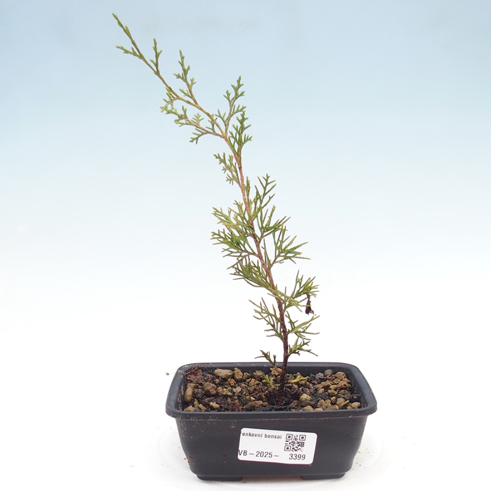 Vonkajší bonsaj - Juniperus chinensis Itoigawa