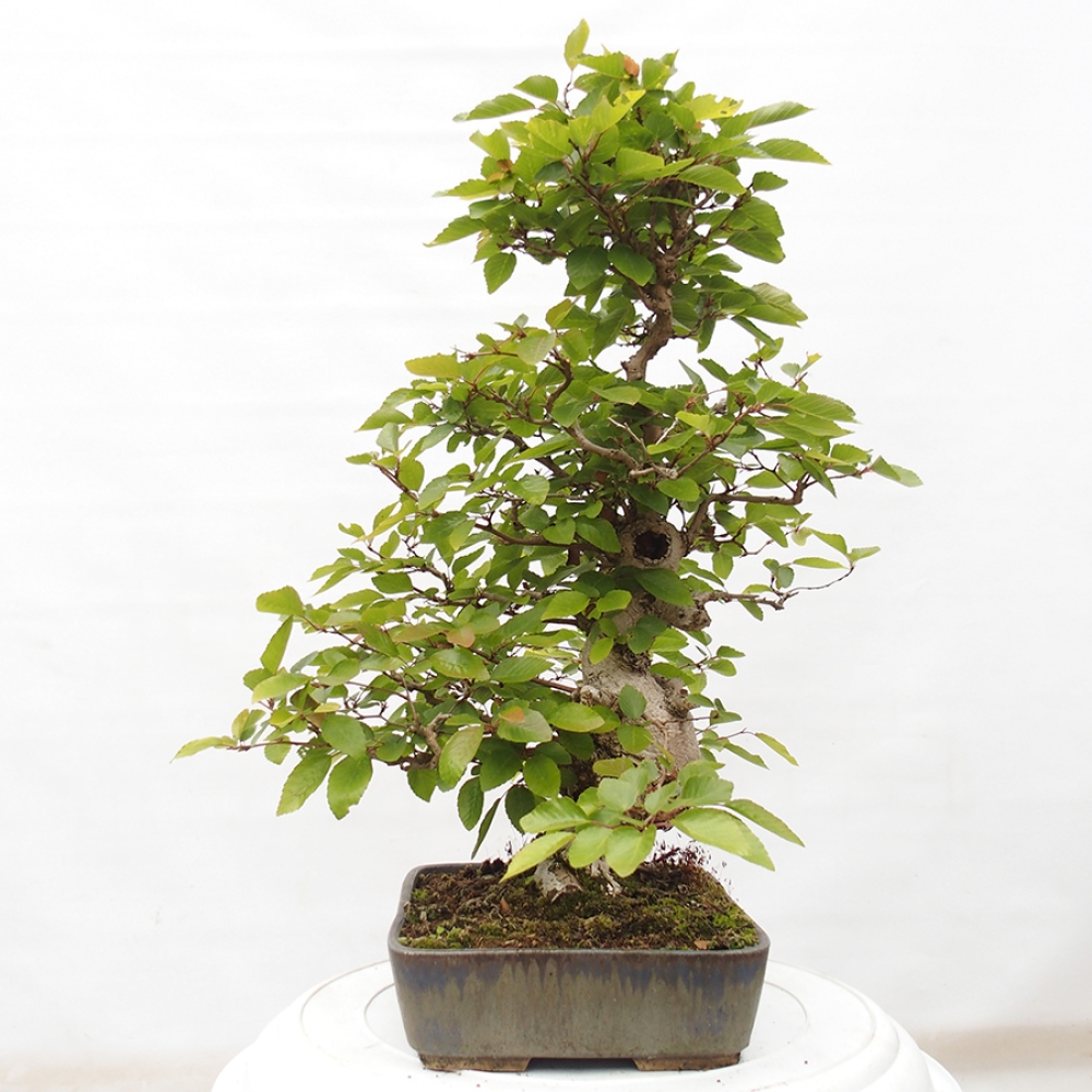 Vonkajší bonsai -Carpinus CARPINOIDES - Hrab kórejský