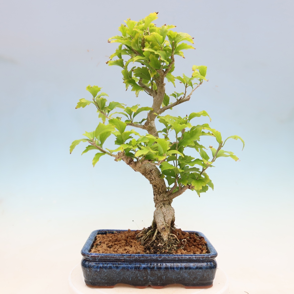 Vonkajší bonsai – Hibiscus syriacus – ibištek sýrsky
