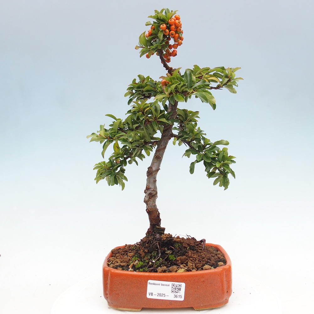 Vonkajšie bonsaje-Pyracantha Teton -Hlox